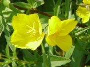 An evening primrose flower, showing the cross-shaped stigma