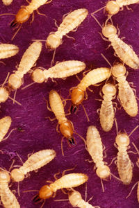 Formosan subterranean termite soldiers (red colored heads) and workers (pale colored heads).