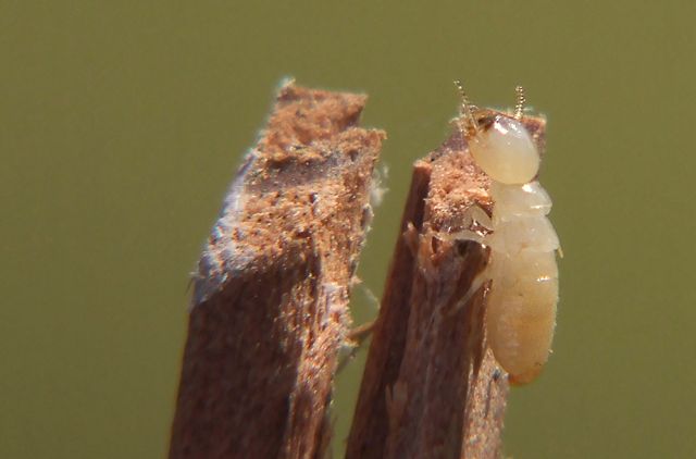 Image:Workertermite1.jpg