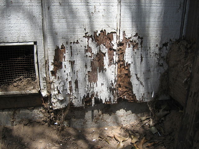 Image:Termite damage.JPG