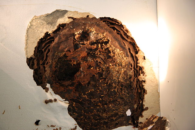 Image:Termite Nest In Wall Cavity.jpg