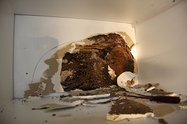 Image:Termite Bivouac After Treatment.jpg