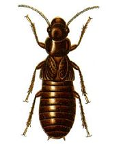 The famous Giant Northern Termite Mastotermes darwiniensis attests to the close relationship of termites and cockroaches.