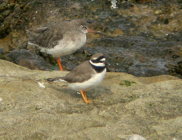 Image:Charadrius hiaticula2.jpg