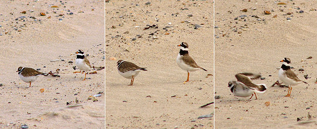 Image:Charadrius hiaticula mating.jpg