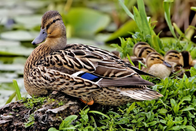 Image:Female mallard nest - natures pics edit2.jpg