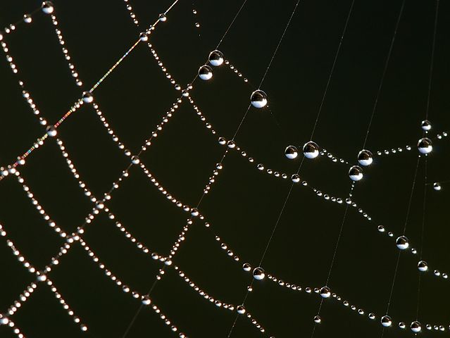 Image:Spider web Luc Viatour.jpg