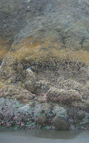 Image:Intertide zonation at Kalaloch.jpg