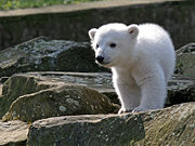 The Berlin born polar bear Knut will be the official mascot animal for the Conference on biodiversity to be held in Bonn 2008. He is the symbol figure of global climate change.