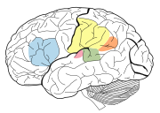 Some of the areas of the brain involved in language processing: Broca's area, Wernicke's area, Supramarginal gyrus, Angular gyrus, Primary Auditory Cortex