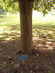 A reputed descendant of Newton's apple tree, found in the Botanic Gardens in Cambridge.