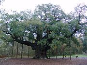 The Major Oak in Sherwood Forest