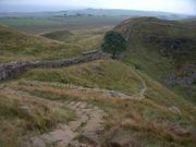 Robin Hood Tree aka Sycamore Gap, Hadrian's Wall, UK. This location was used in the 1991 movie Robin Hood: Prince of Thieves.