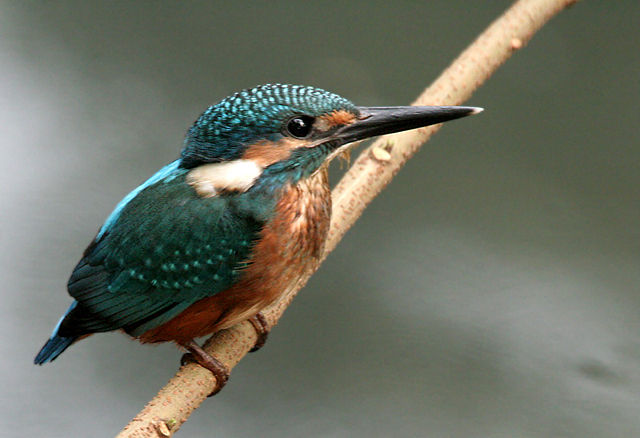 Image:Common Kingfisher I Picture 115.jpg