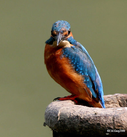 Image:Common Kingfisher I MG 0348.jpg