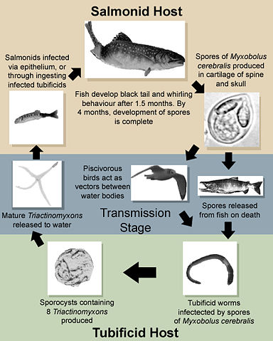 Image:LifeCycle(Myxobolus cerebralis).jpg