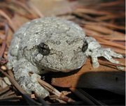 Hyla versicolor, the grey treefrog