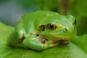 Japanese Tree Frog Hyla japonica