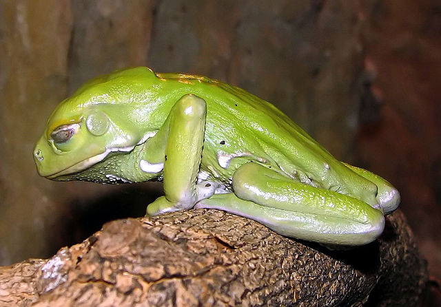 Image:Waxy.tree.frog.arp.jpg