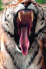 Tigers' extremely strong jaws and sharp teeth make them superb predators.