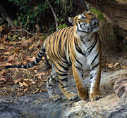 Bengal tiger