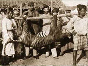 The Bali Tiger was declared extinct in 1937 due to hunting and habitat loss.