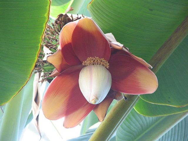Image:Musa textilis - Manila Hemp - desc-flower.jpg