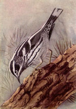 Black-and-white Warbler, a species commonly mistaken for the Elfin-woods Warbler.