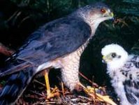 Sharp-shinned Hawk, a natural predator of the Elfin-woods Warbler.