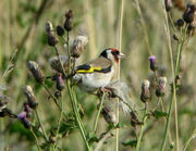 Feeding on thistles - note thistledown in bill