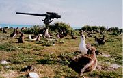 Laysan Albatross at Midway Atoll