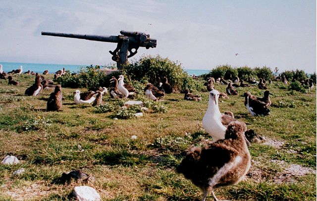 Image:Midway atoll albat.jpg