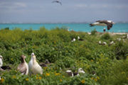 Albatross birds at Midway Atoll