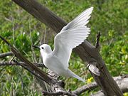 White Tern (a.k.a. 'Fairy Tern')