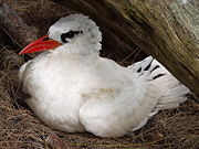 Red-Tailed Tropic Bird