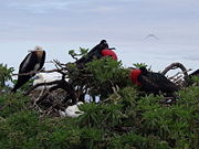 Frigate Birds