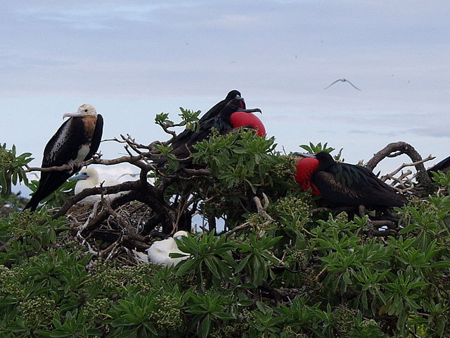 Image:Frigate Birds.jpg