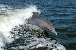 Bottlenose Dolphin breaching in the bow wave of a boat