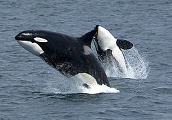 Transient Orcas near Unimak Island, eastern Aleutian Islands, Alaska