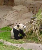 Hua Mei, the baby panda born at the San Diego Zoo in 1999