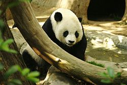 Gao Gao, an adult male giant panda at San Diego Zoo
