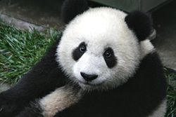 Close up of a baby 7-month old panda cub in the Wolong Nature Reserve in Sichuan, China.