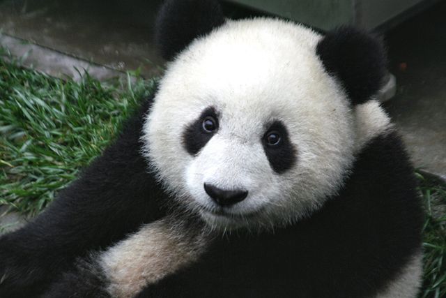 Image:Panda Cub from Wolong, Sichuan, China.JPG