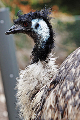 Image:Emu02 - melbourne zoo.jpg