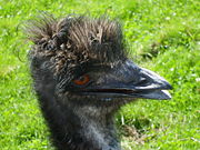 Emu head.