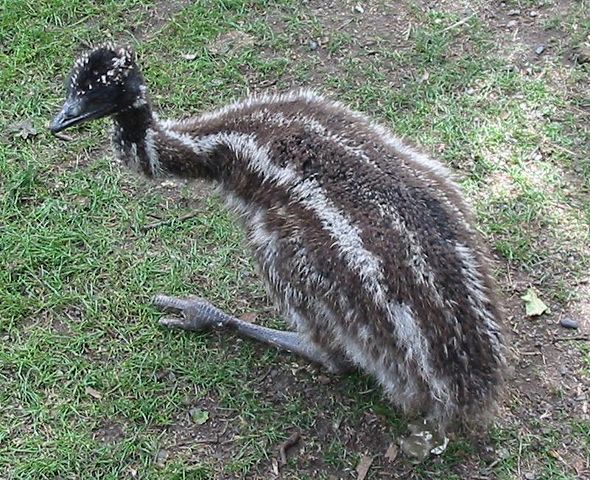 Image:Baby Emu.jpg