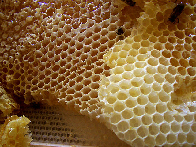 Image:Honey comb.jpg