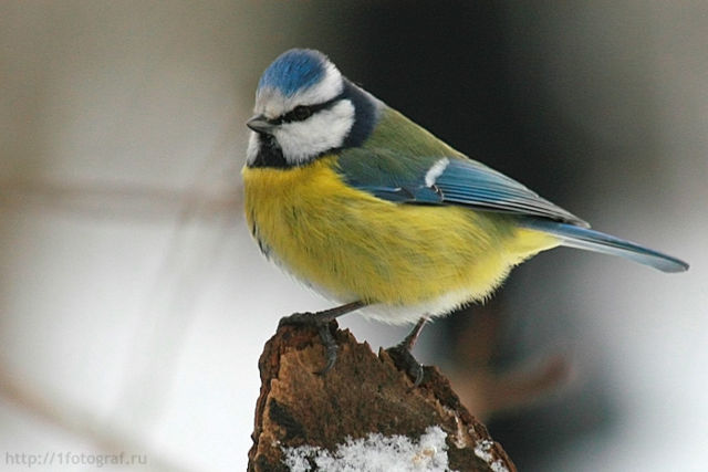 Image:Parus caeruleus 1fotograf ru.jpg