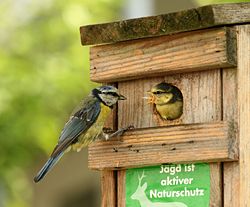 Feeding young