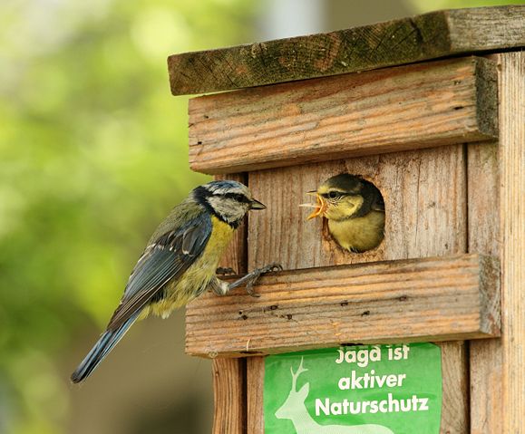 Image:Parus caeruleus feeding.jpg